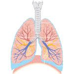 Air Supply (Lungs)
