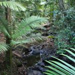 Rainforest handed back to traditional owners