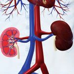 Silent and Deadly (Kidney Disease)