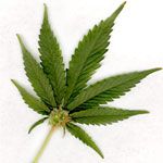 Marijuana use linked to testicular cancer