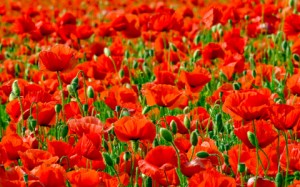 red poppies